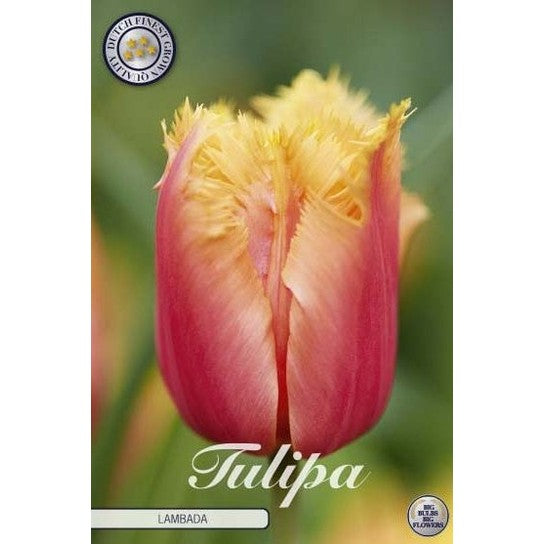 Tulpan 'Lambada' 10-pack